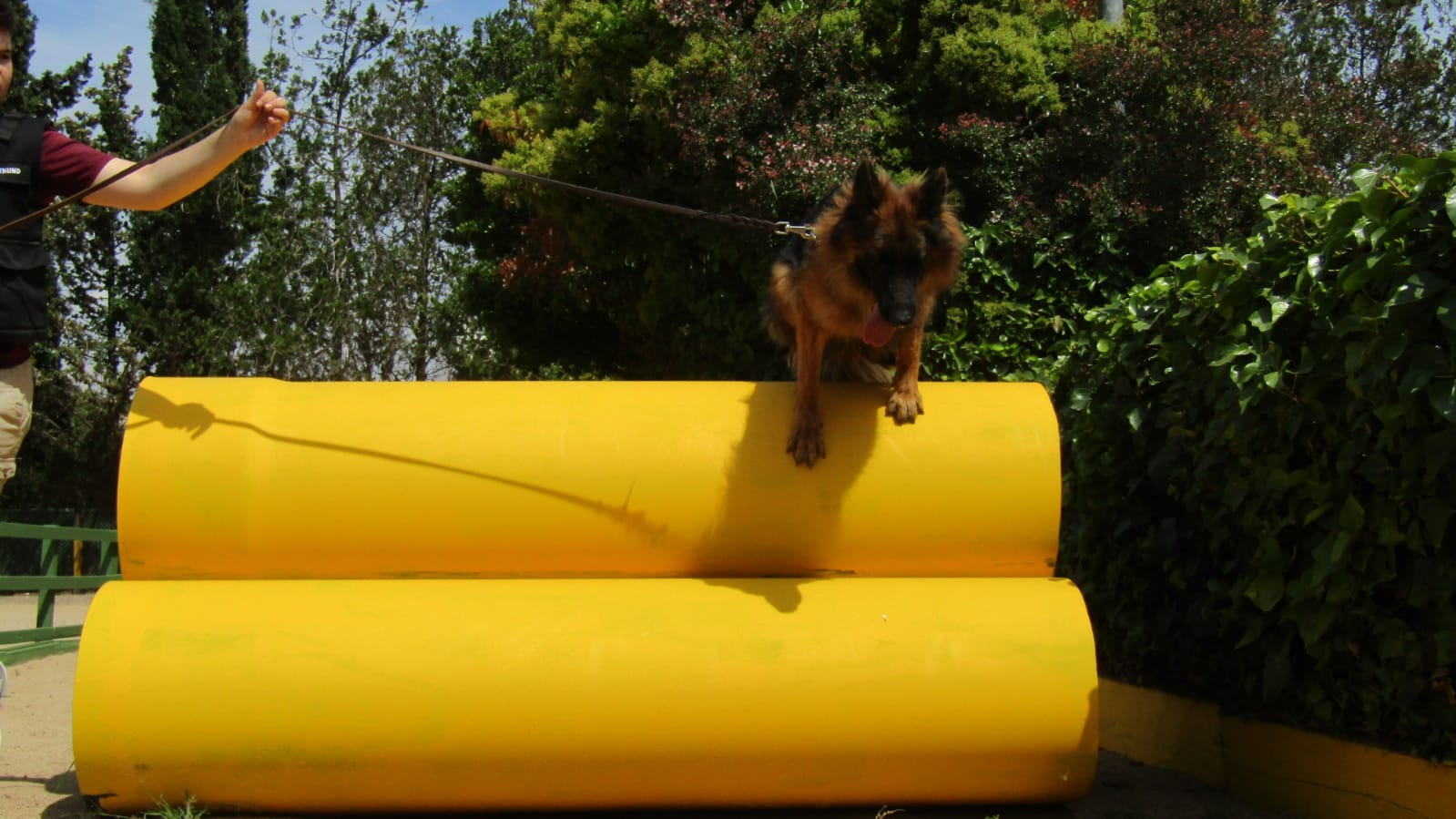 adiestramiento de perros en Tarragona Reus