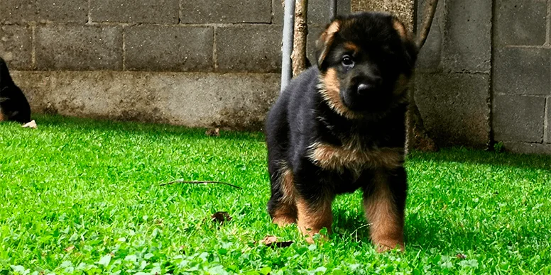 cria de perro pastor alemán