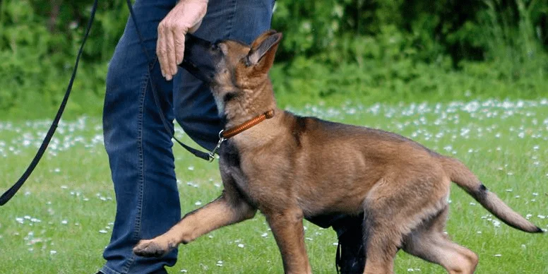 obediencia adiestramiento perros tarragona reus