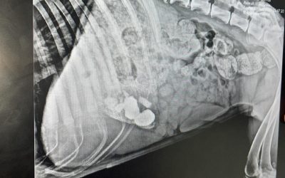 Eliminación de Piedras Intestinales del perro sin cirugía Reus