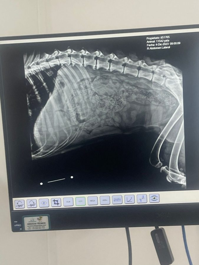 despues d ela eliminación de piedras intestinales sin cirugía reus Tarragona nutricion perro