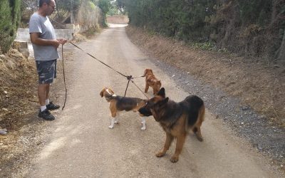 La educación de perros y la relación entre el hombre y el perro