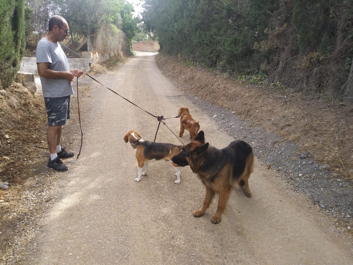 perro pastor alemán compañero ideal (1)