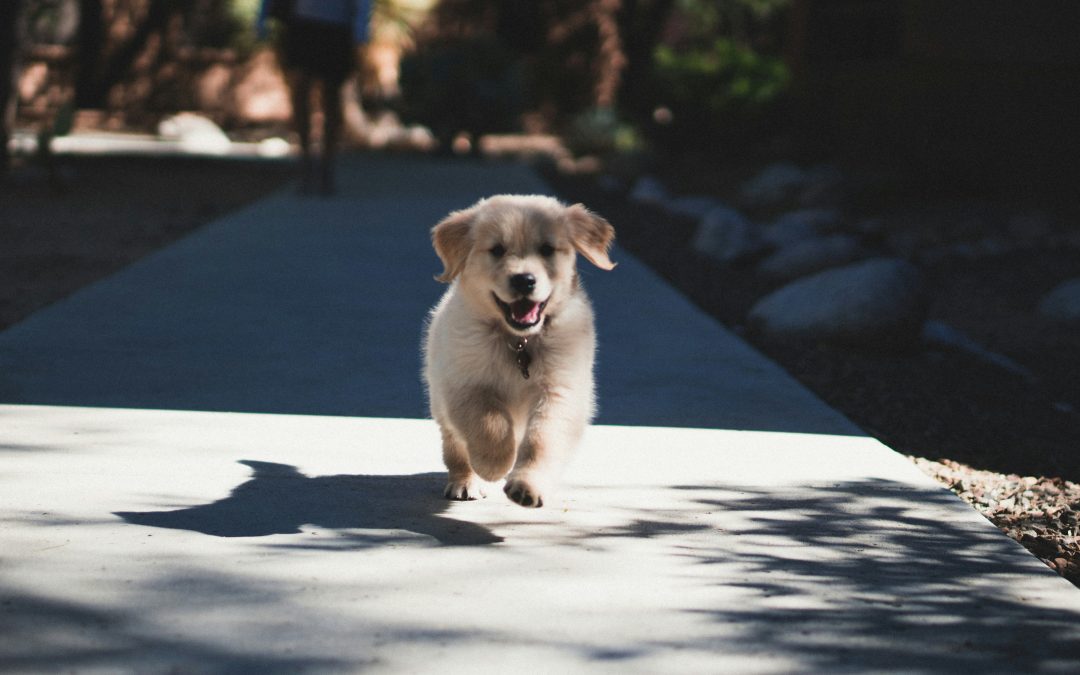 Curso de educación canina en Reus Tres Pirañas para los peludos más pequeños