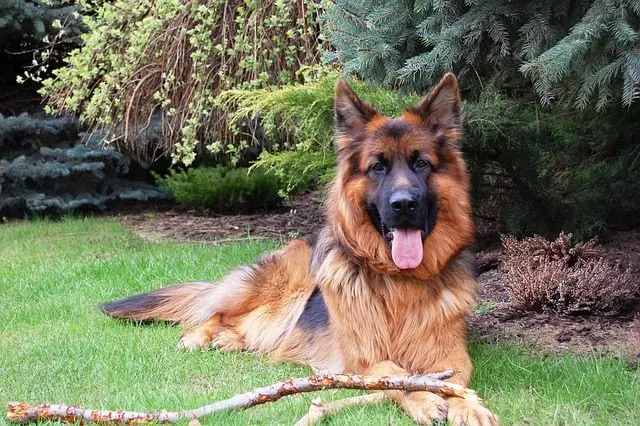 criadero de perro pastor alemán en Reus Tarragona