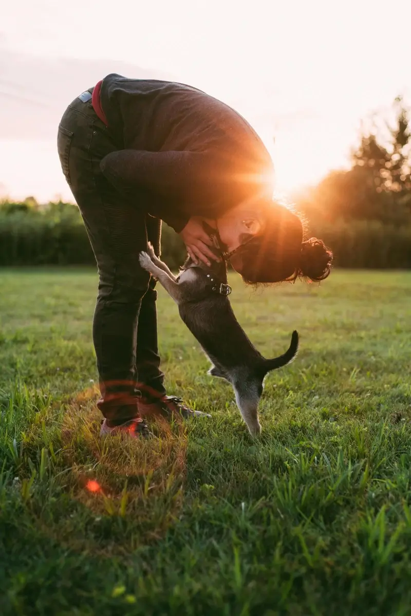 tres pirañas adoptar a un perro campo