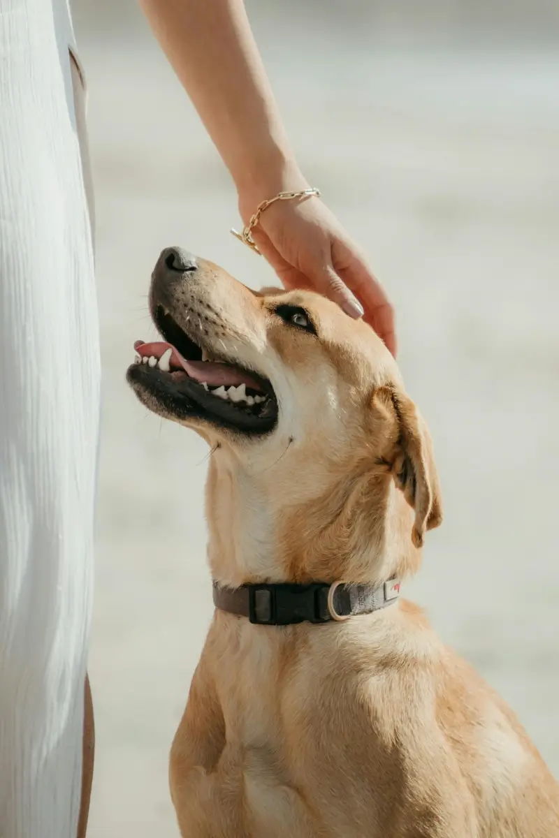 tres pirañas adoptar a un perro