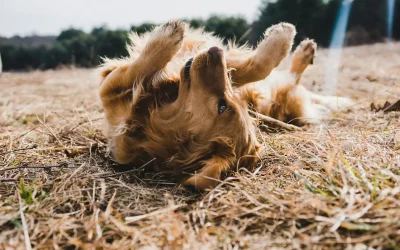 ¿Sabes que algo no termina de ir bien en la salud de tu perro, pero no sabes qué?