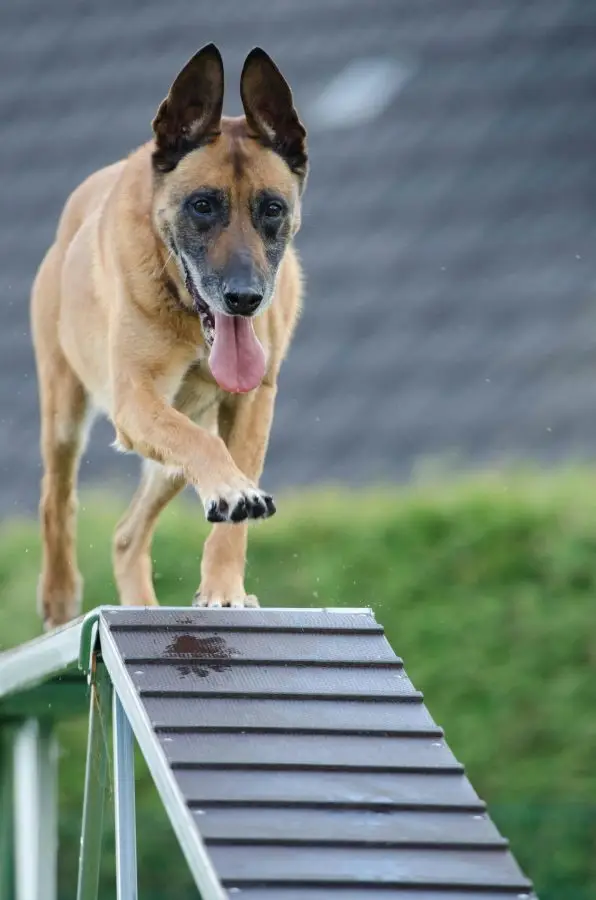 educación canina este verano