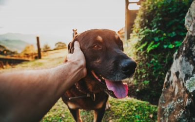 ¿Por qué la educación canina puede ser ideal este verano con nuestro servicio de  residencia?